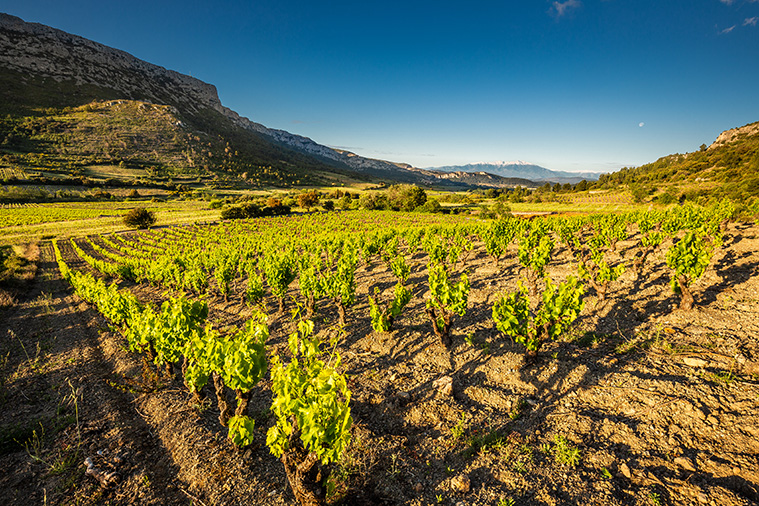 Paysage avec vignes